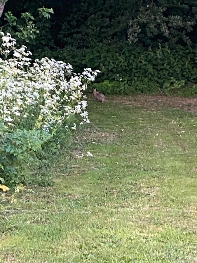 Roe Deer Meadow At Carr House Farm 호텔 스카버러 외부 사진
